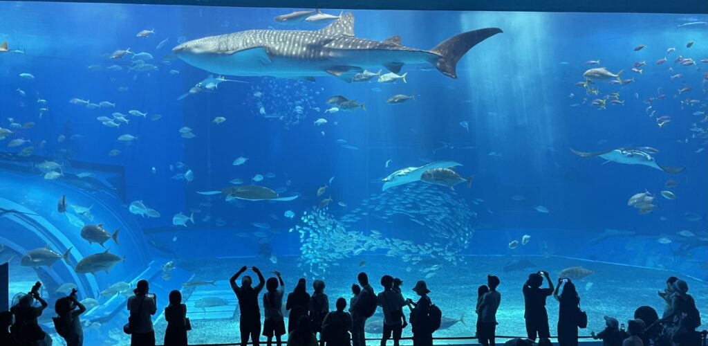 美ら海水族館