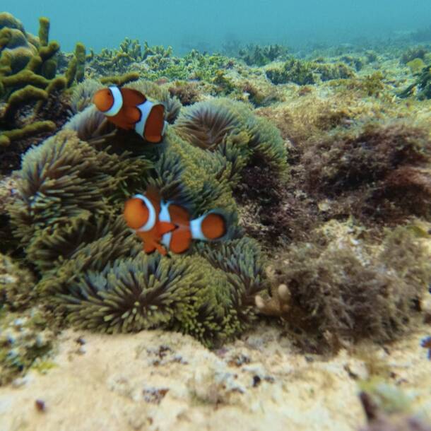 Two clownfish among sea anemones underwater
