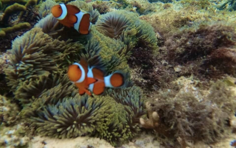 Two clownfish among sea anemones underwater