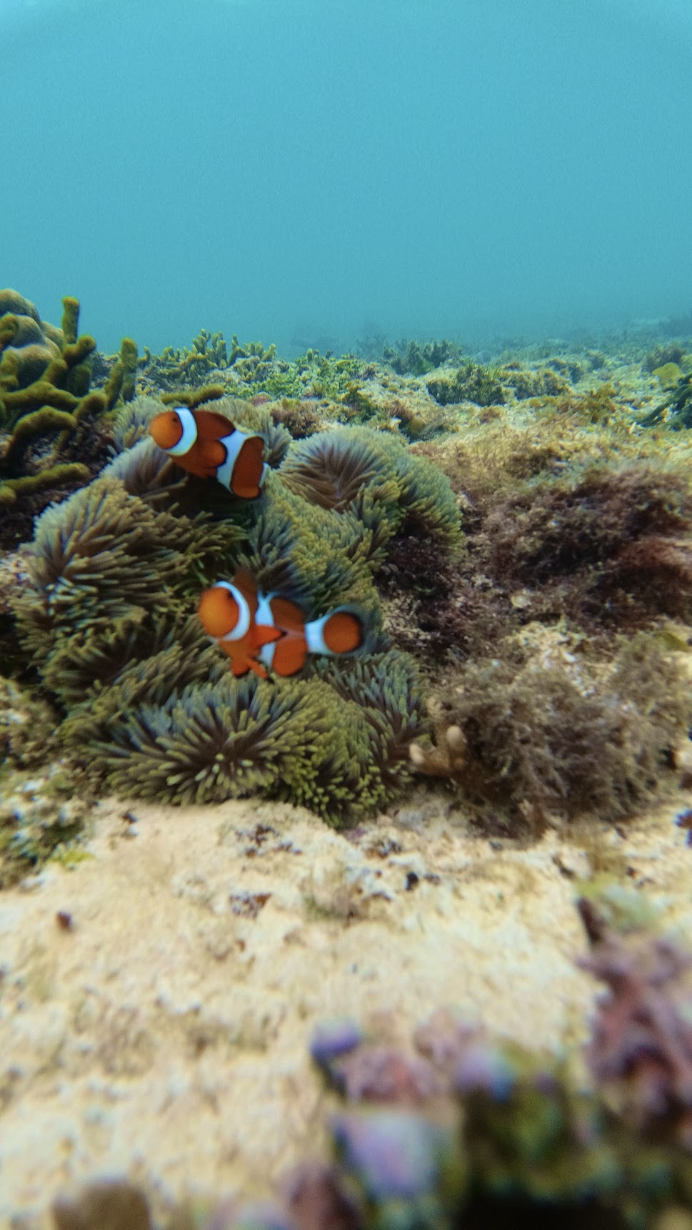 Two clownfish among sea anemones underwater